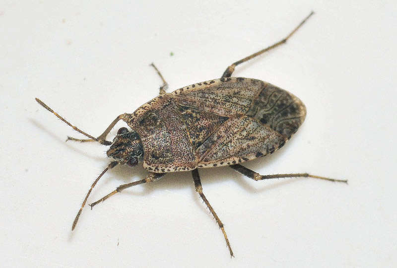 Emblethis griseus ?